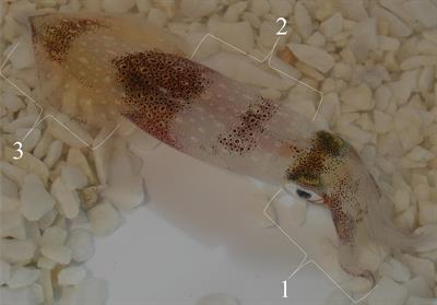 Quantifying the Speed of Chromatophore Activity at the Single-Organ Level in Response to a Visual Startle Stimulus in Living, Intact Squid